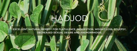 hadjod|hadjod latin name.